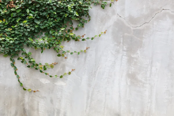 Cement wall texture and green leaf Ivy — Stock Photo, Image