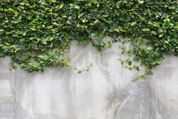 Zementwandstruktur und grünes Blatt Efeu — Stockfoto