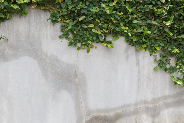 Tekstura ściana cementu i zielony liść bluszczu — Zdjęcie stockowe