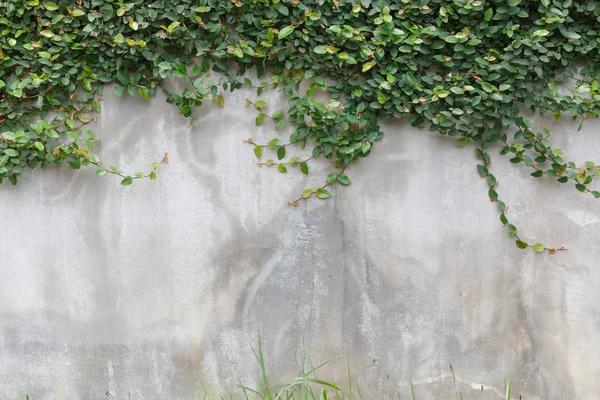 Cement wall texture and green leaf Ivy — Stock Photo, Image