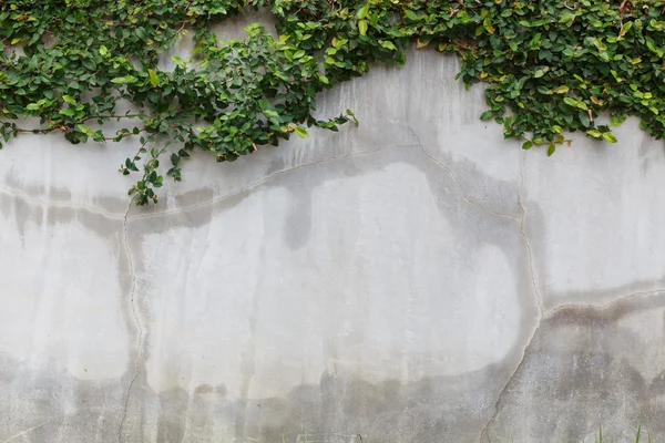 Cement wall texture and green leaf Ivy — Stock Photo, Image