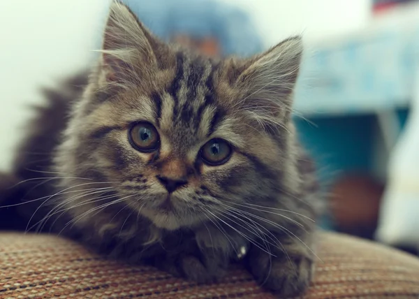 Close-up a little cat cute pet laying on carpet — Stock Photo, Image