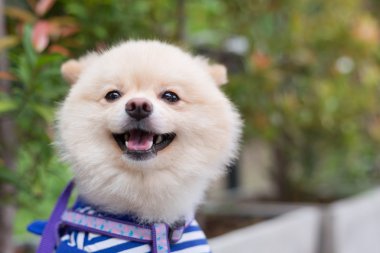 Pomeranian köpek köpek yavrusu sevimli şirin evde beslenen hayvan mutlu Dostu