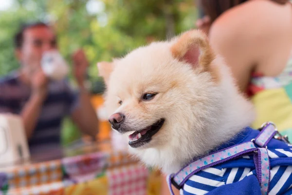 Špicl pes štěně roztomilý roztomilý šťastný lázně a wellness — Stock fotografie