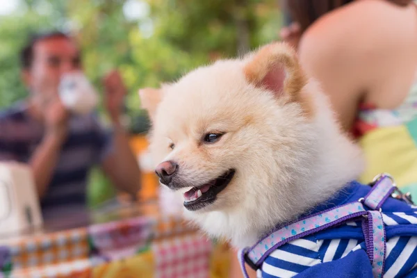 Cane pomerania cucciolo carino carino animale domestico felice amichevole — Foto Stock