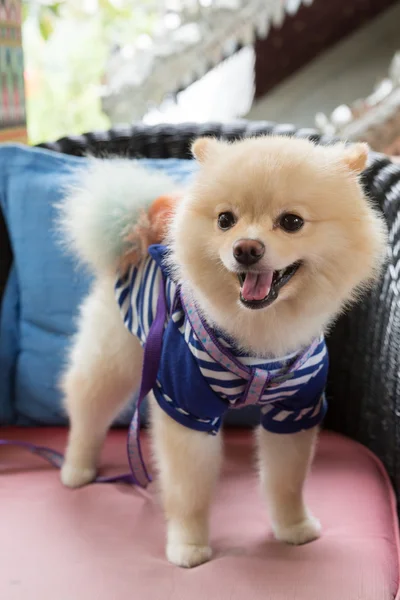 Pommeren hond pup leuk schattig huisdier gelukkig vriendelijk — Stockfoto