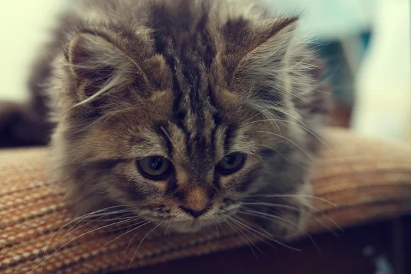 Close-up a little cat cute pet laying on carpet — Stock Photo, Image