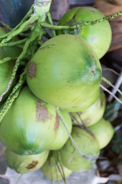 Buah tropis kelapa — Stok Foto