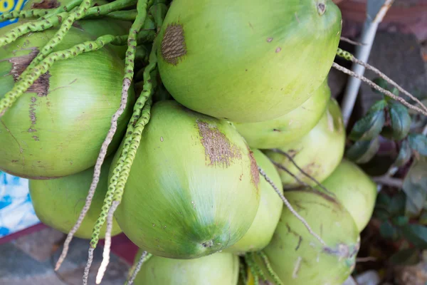 Buah tropis kelapa — Stok Foto