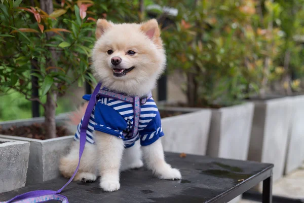 Cane pomerania cucciolo carino carino animale domestico felice amichevole — Foto Stock
