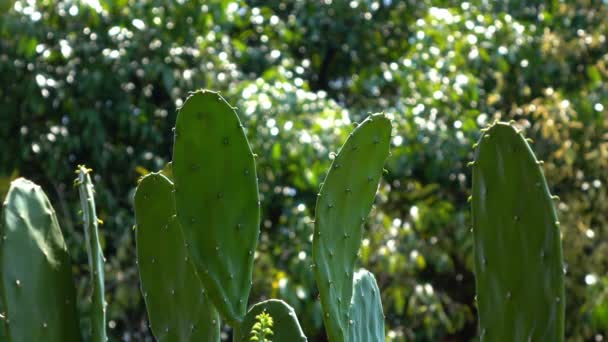Кактусова Рослина Зеленій Природі — стокове відео
