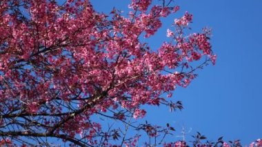 Doğada çiçek açan güzel pembe çiçek, ağaçta kuş sesi olan bir sahne.