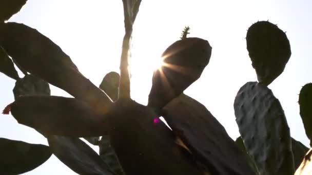 Pov Szene Betäubt Heißer Wüste Mit Kaktus Und Sonne — Stockvideo