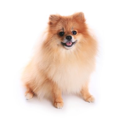 Pomeranya köpeği beyaz zemin üzerine evde şirin evde beslenen hayvan izole.