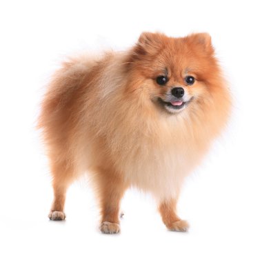 Pomeranya köpeği beyaz zemin üzerine evde şirin evde beslenen hayvan izole.