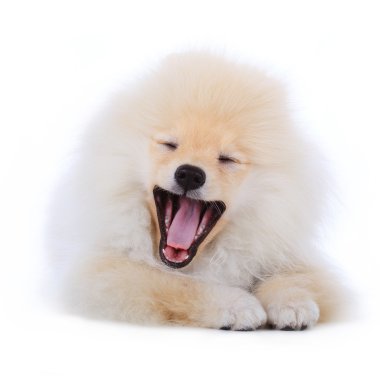 izole beyaz zemin üzerine beyaz pomeranian köpek yavrusu köpek