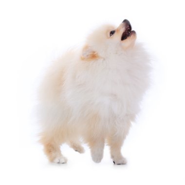 izole beyaz zemin üzerine beyaz pomeranian köpek yavrusu köpek