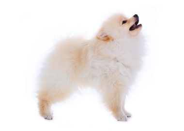 izole beyaz zemin üzerine beyaz pomeranian köpek yavrusu köpek
