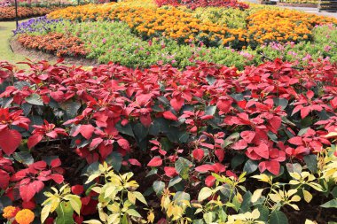 Atatürk çiçeği çiçek bahçesinde