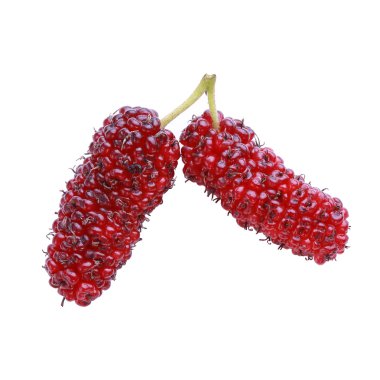 Beyaz arka plan üzerinde izole dut meyve