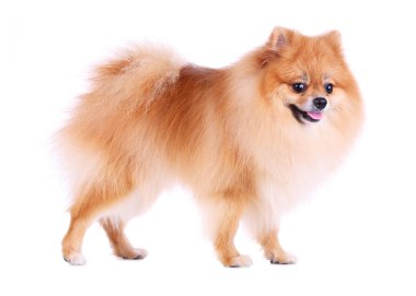 Pomeranya köpeği beyaz zemin üzerine evde şirin evde beslenen hayvan izole.