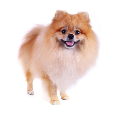 Pomeranya köpeği beyaz zemin üzerine evde şirin evde beslenen hayvan izole.