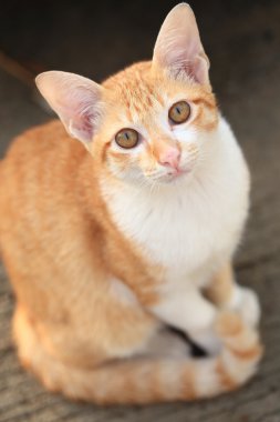 Kedi kameraya bakıyor.