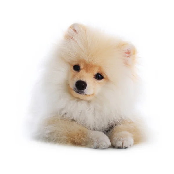 Vit pomeranian valp hund isolerad på vit bakgrund — Stockfoto