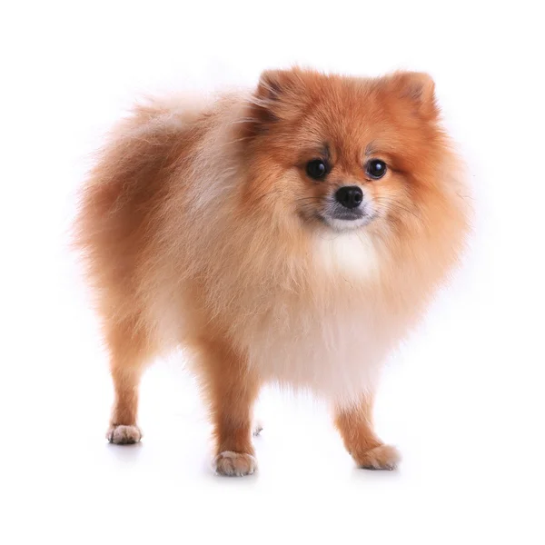 Cane pomerania isolato su sfondo bianco, simpatico animale domestico in casa — Foto Stock