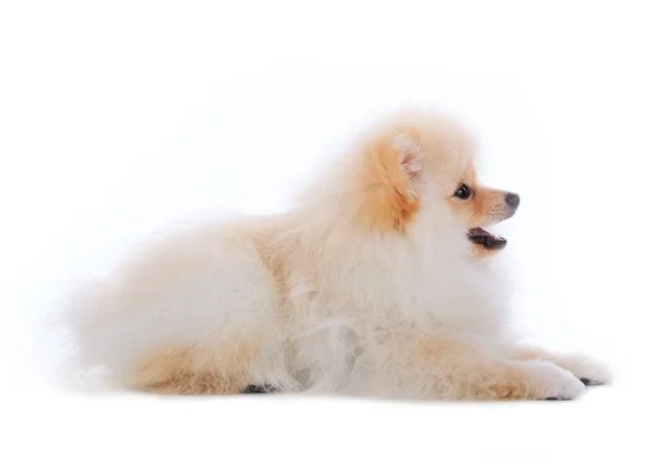 Perro cachorro pomerano blanco aislado sobre fondo blanco — Foto de Stock