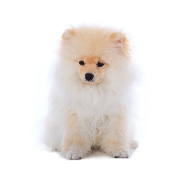 白い背景で隔離の白いポメラニアン子犬犬 — ストック写真