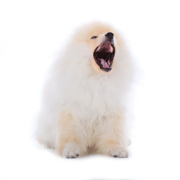 Vit pomeranian valp hund isolerad på vit bakgrund — Stockfoto