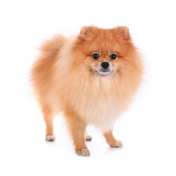 Cão pomeranian isolado no fundo branco, animal de estimação bonito em casa — Fotografia de Stock