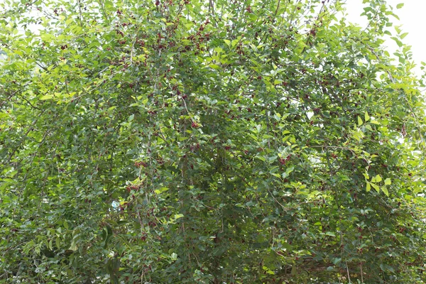 Frutto di gelso su albero — Foto Stock