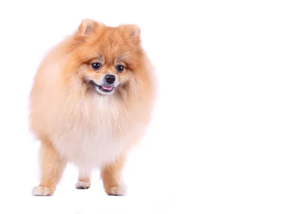 Pomeranian hund isolerad på vit bakgrund, söta husdjur i hem — Stockfoto