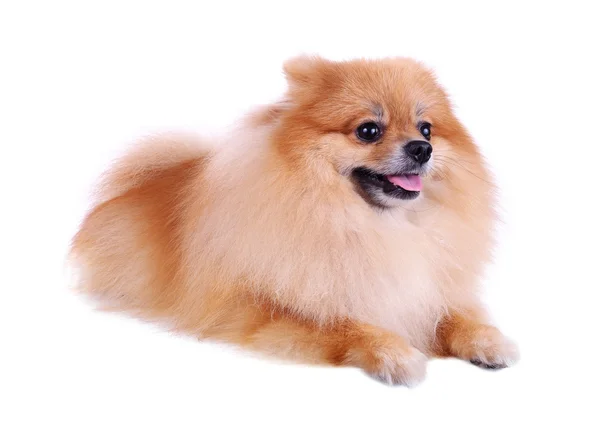 Pomeranian hund isolerad på vit bakgrund, söta husdjur i hem — Stockfoto