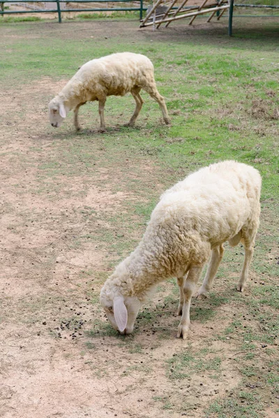 Ovinos em exploração animal — Fotografia de Stock