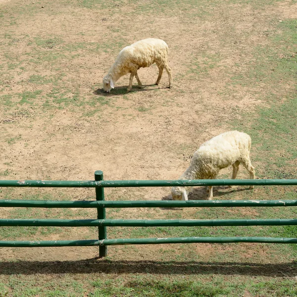 sheep in animal farm Stock Image Everypixel