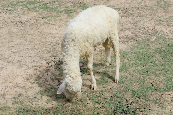 Schapen in dierlijk landbouwbedrijf — Stockfoto