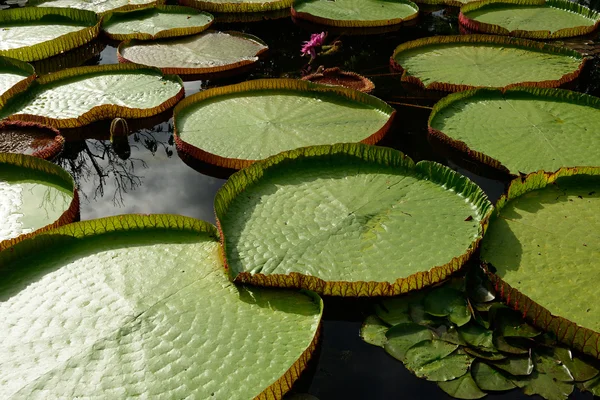 Green leaf of lotus flower — Stock Photo, Image