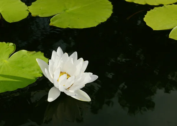 Lotus çiçeği. — Stok fotoğraf