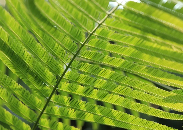 Gröna blad — Stockfoto