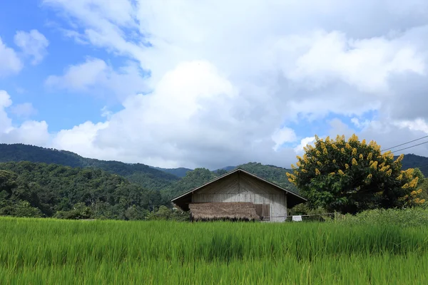 Тераса зелені рисові поля — стокове фото