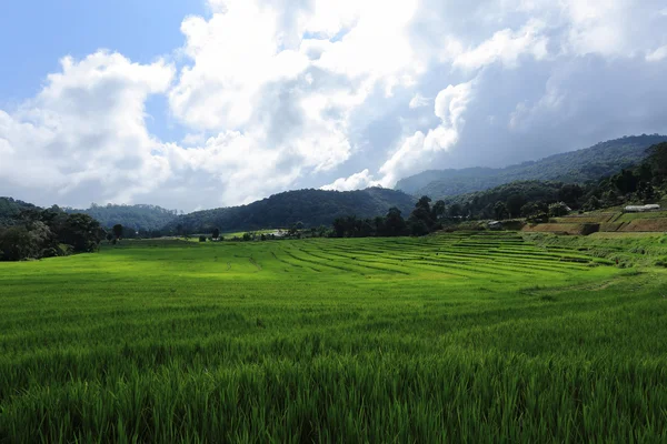 Terraza campos de arroz verde — Foto de Stock