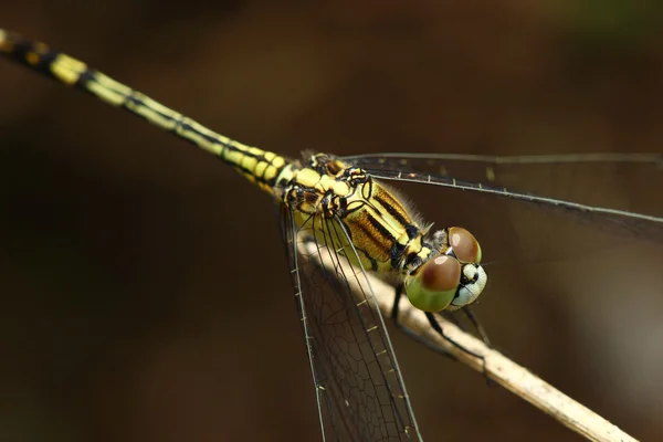 Dragonfly — Stock Photo, Image