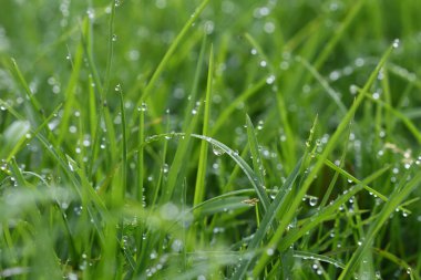 Yeşil Çimen Arkaplanı