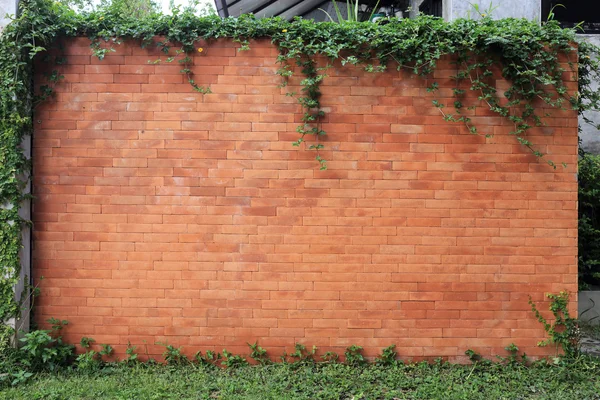 Pared de ladrillo y hoja verde hiedra —  Fotos de Stock