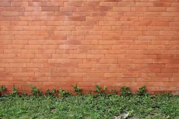 Mur de briques et lierre vert — Photo