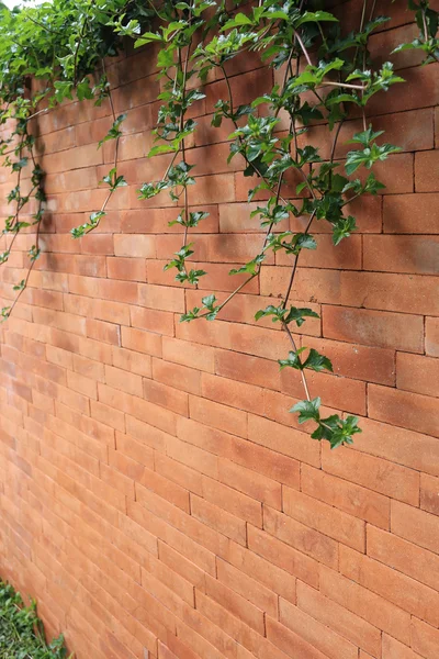 Pared de ladrillo y hoja verde hiedra — Foto de Stock