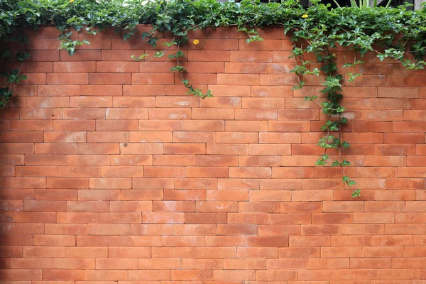 Muro di mattoni e edera foglia verde — Foto Stock